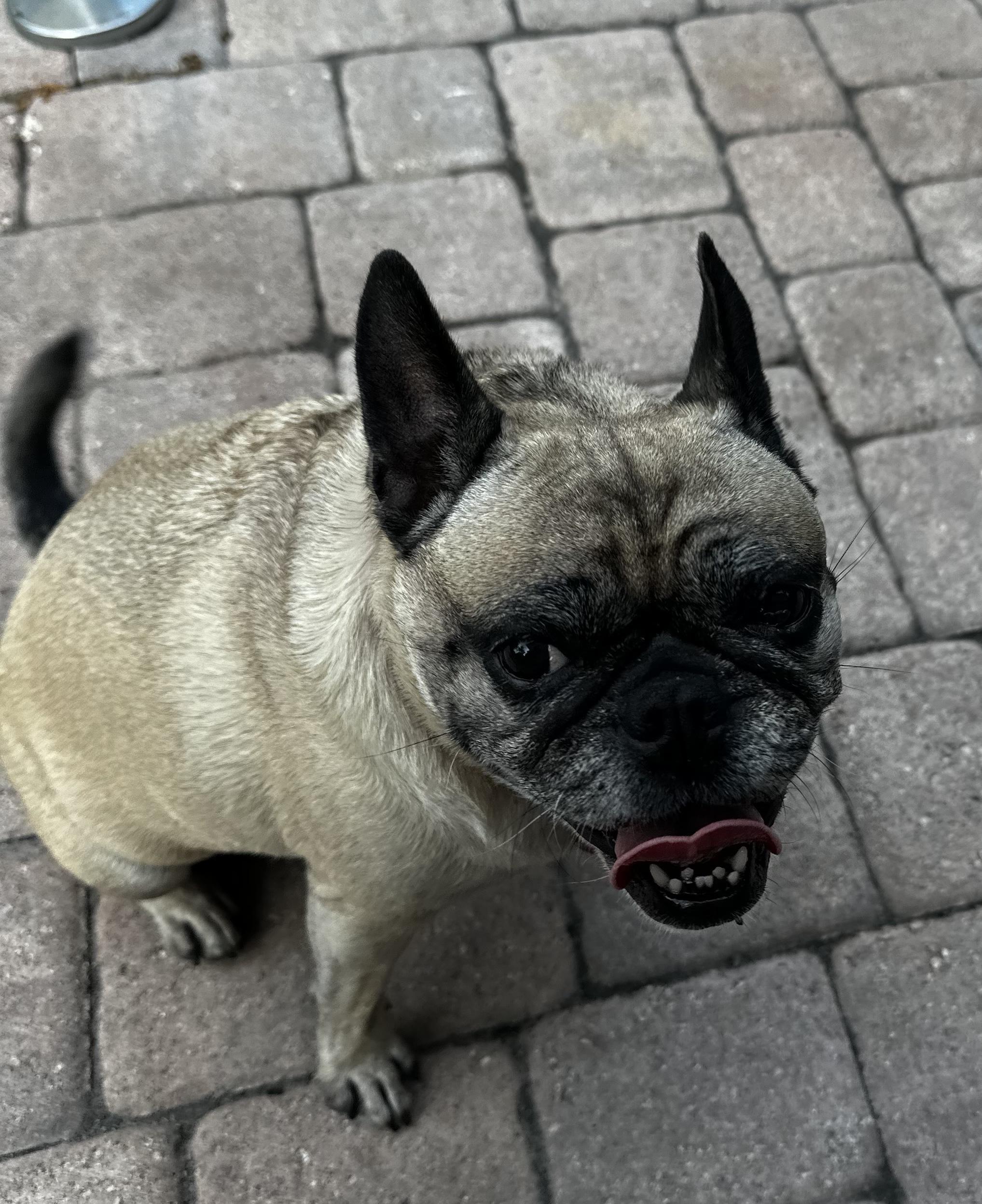 Oliva, a ADOPTABLE mixed breed in Gulfport, FL image 4/4