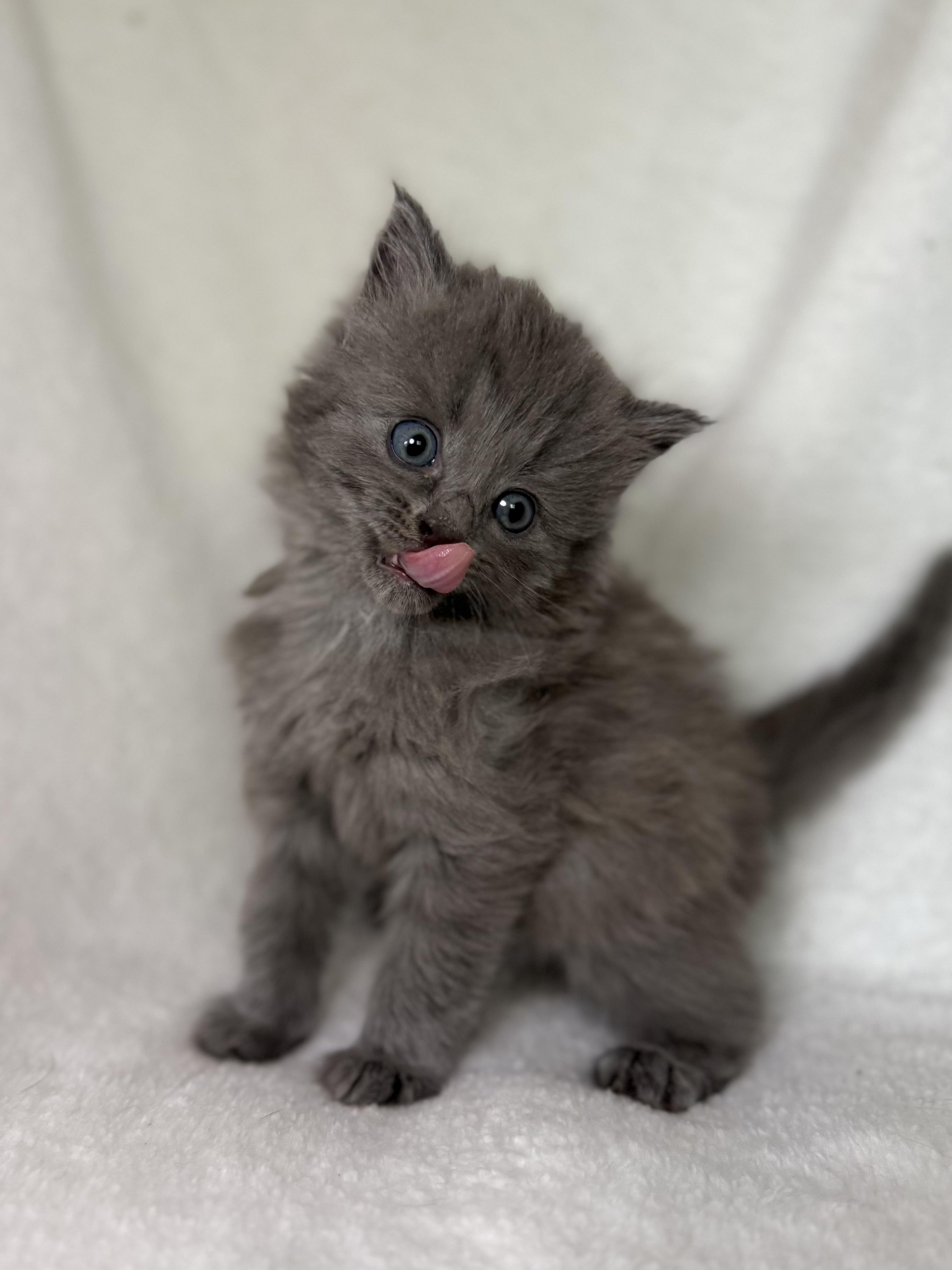 Enlarge Benny, an adoptable Domestic Long Hair in Greensboro, NC image 2/4