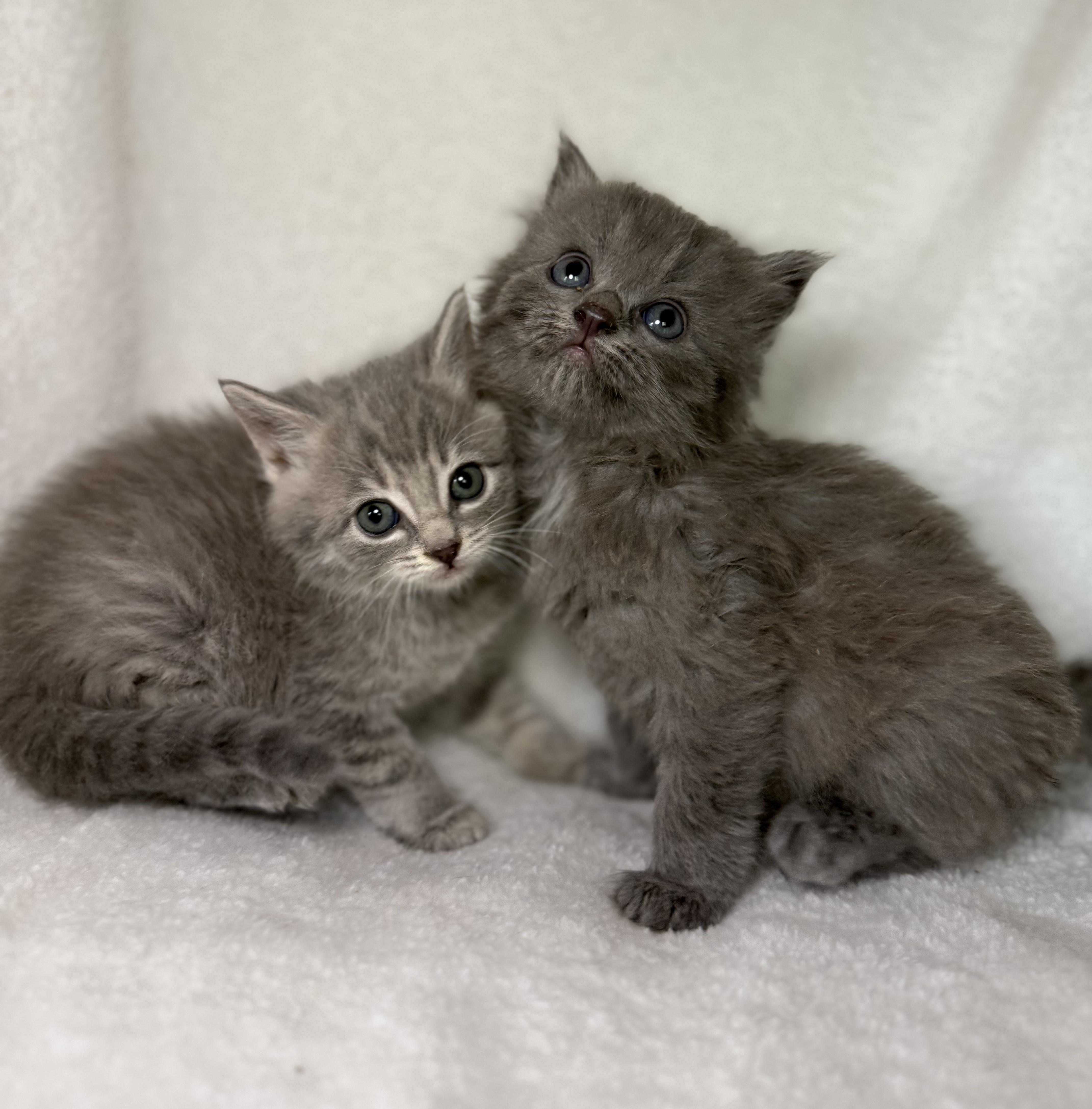 Enlarge Benny, an adoptable Domestic Long Hair in Greensboro, NC image 4/4