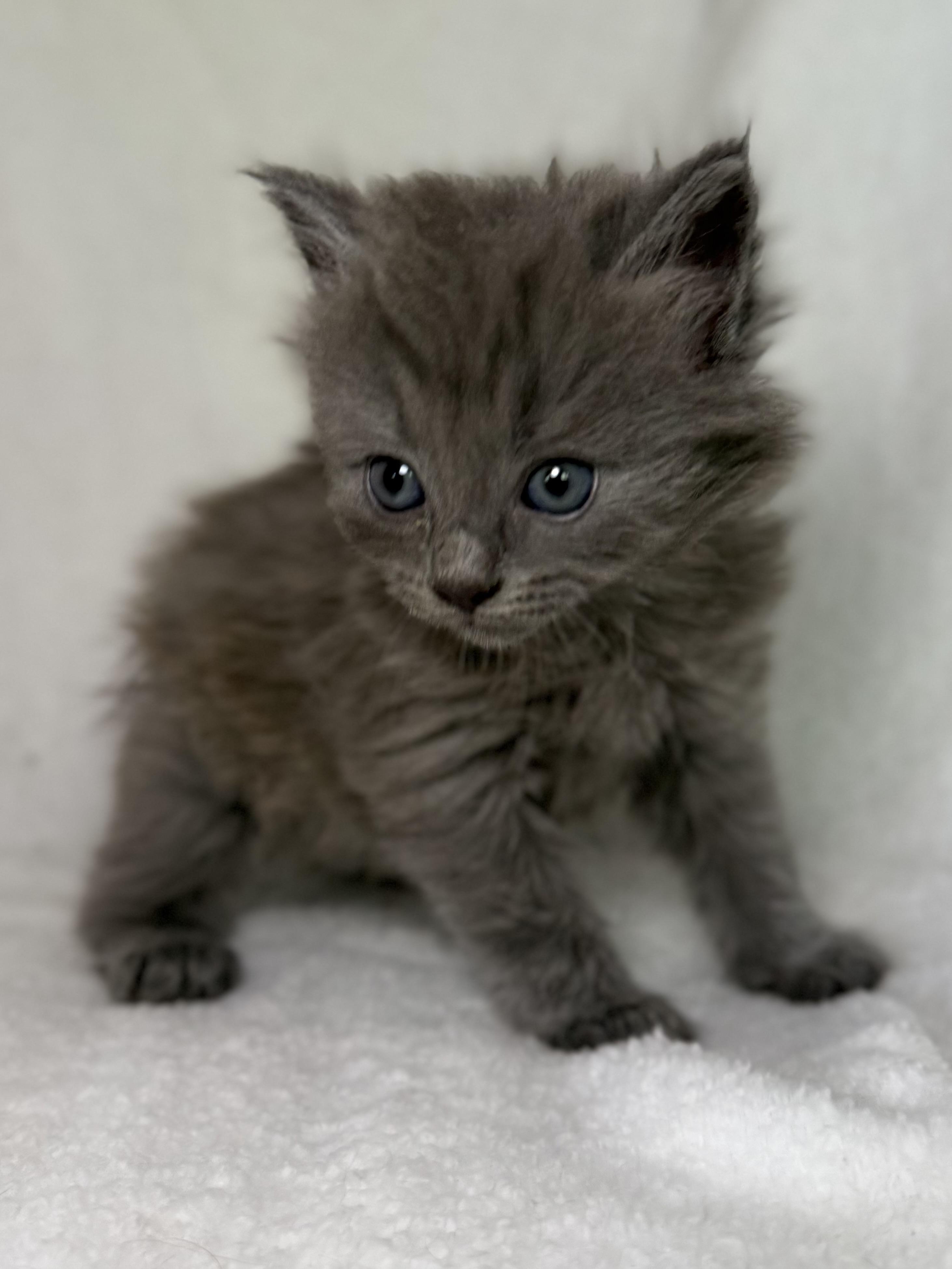 Benny, adoptable, Kitten Male Domestic Long Hair.