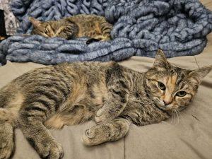 Kittens in Anchorage, Adoptable, Kitten Female Domestic Short Hair.
