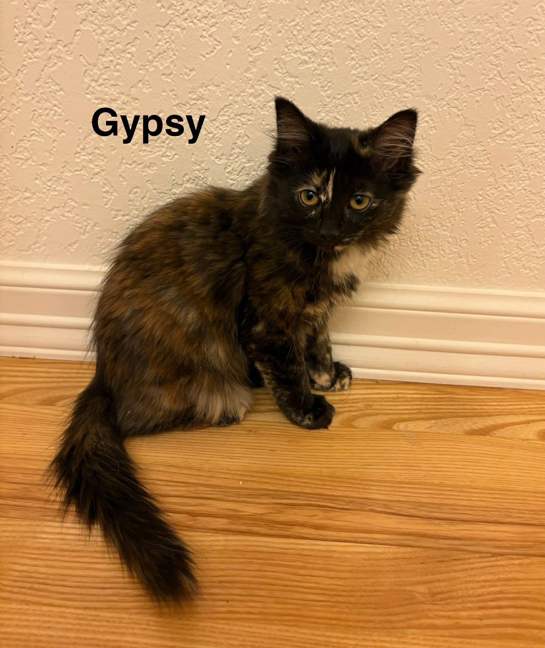 Kittens in Anchorage, Adoptable, Kitten Female Domestic Short Hair.