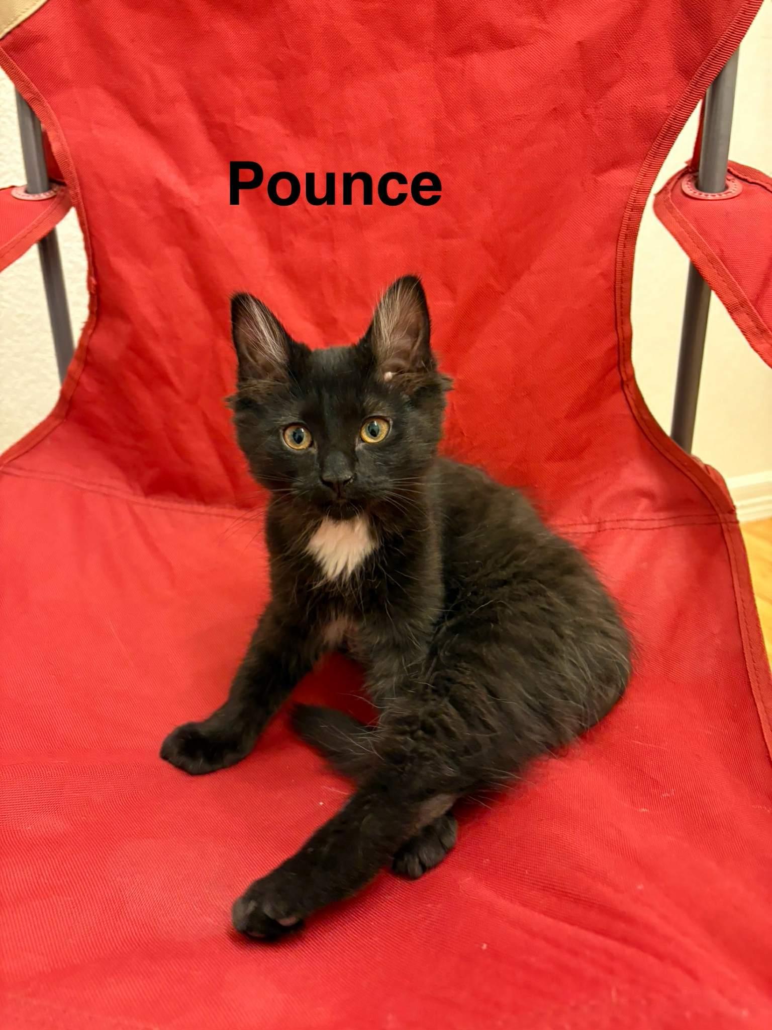 Kittens in Anchorage, a Adoptable Domestic Short Hair in Anchorage, AK image 2/2
