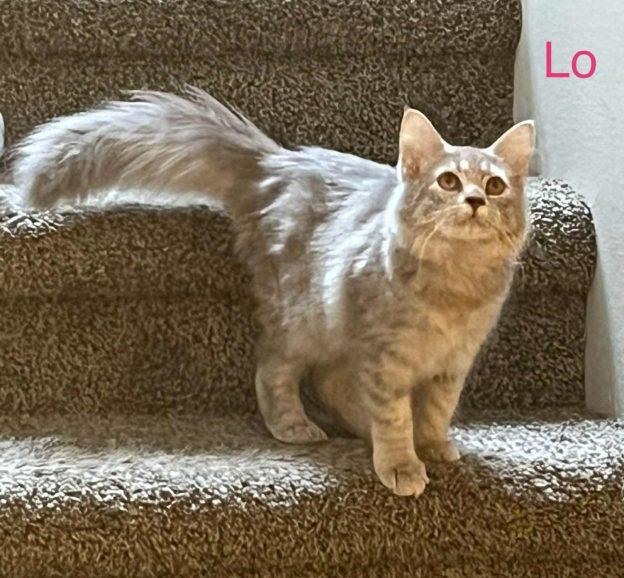 Kittens in Anchorage