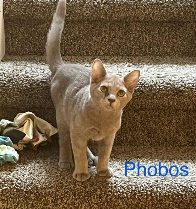 Kittens in Anchorage