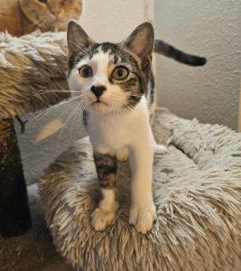 Kitten in Anchorage, an adoptable Domestic Short Hair in Anchorage, AK, 99502 | Photo Image 1