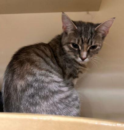 Lucy, Adoptable, Young Female Domestic Short Hair.