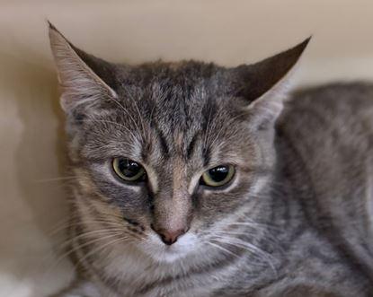 Enlarge Lucy, a Adoptable Domestic Short Hair in Keswick, ON image 2/3