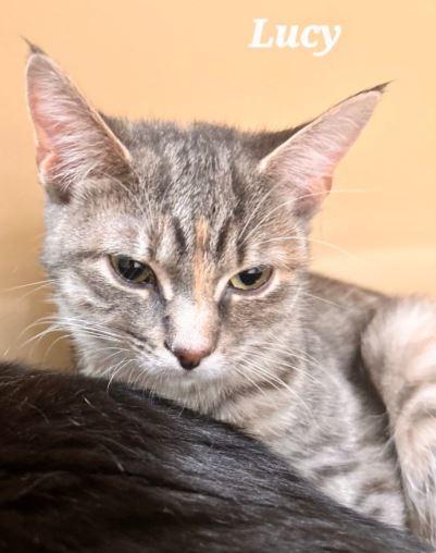Enlarge Lucy, a Adoptable Domestic Short Hair in Keswick, ON image 3/3