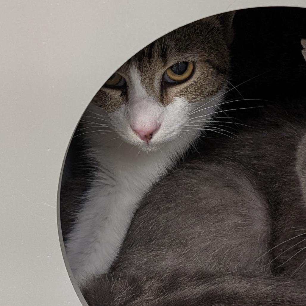 Raksha, Adoptable, Young Male Domestic Short Hair.