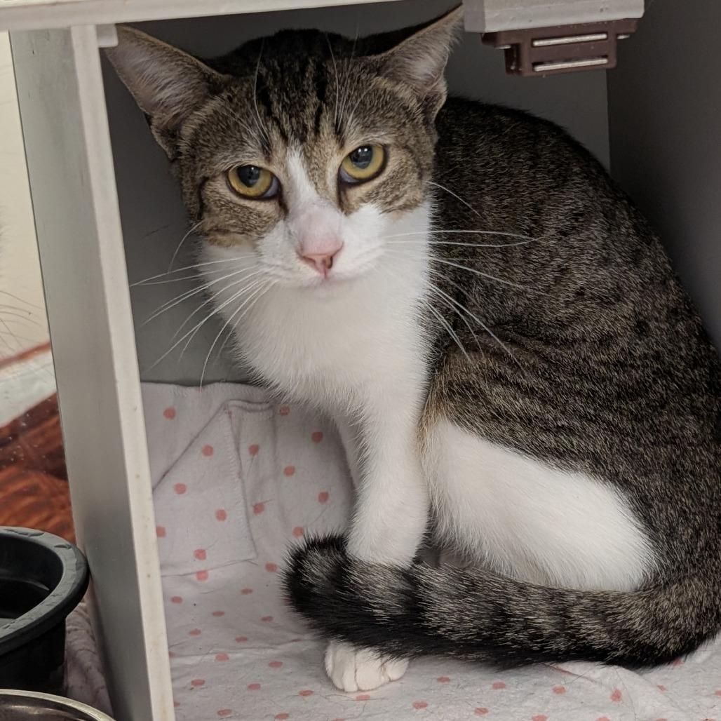 Enlarge Raksha, a Adoptable Domestic Short Hair in Buchanan Dam, TX image 2/2