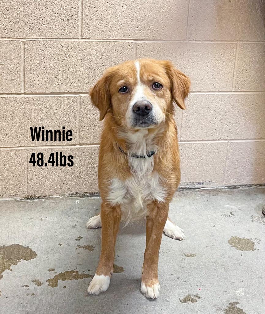 Enlarge Winnie, a Adoptable mixed breed in Clearfield, KY image 1/1