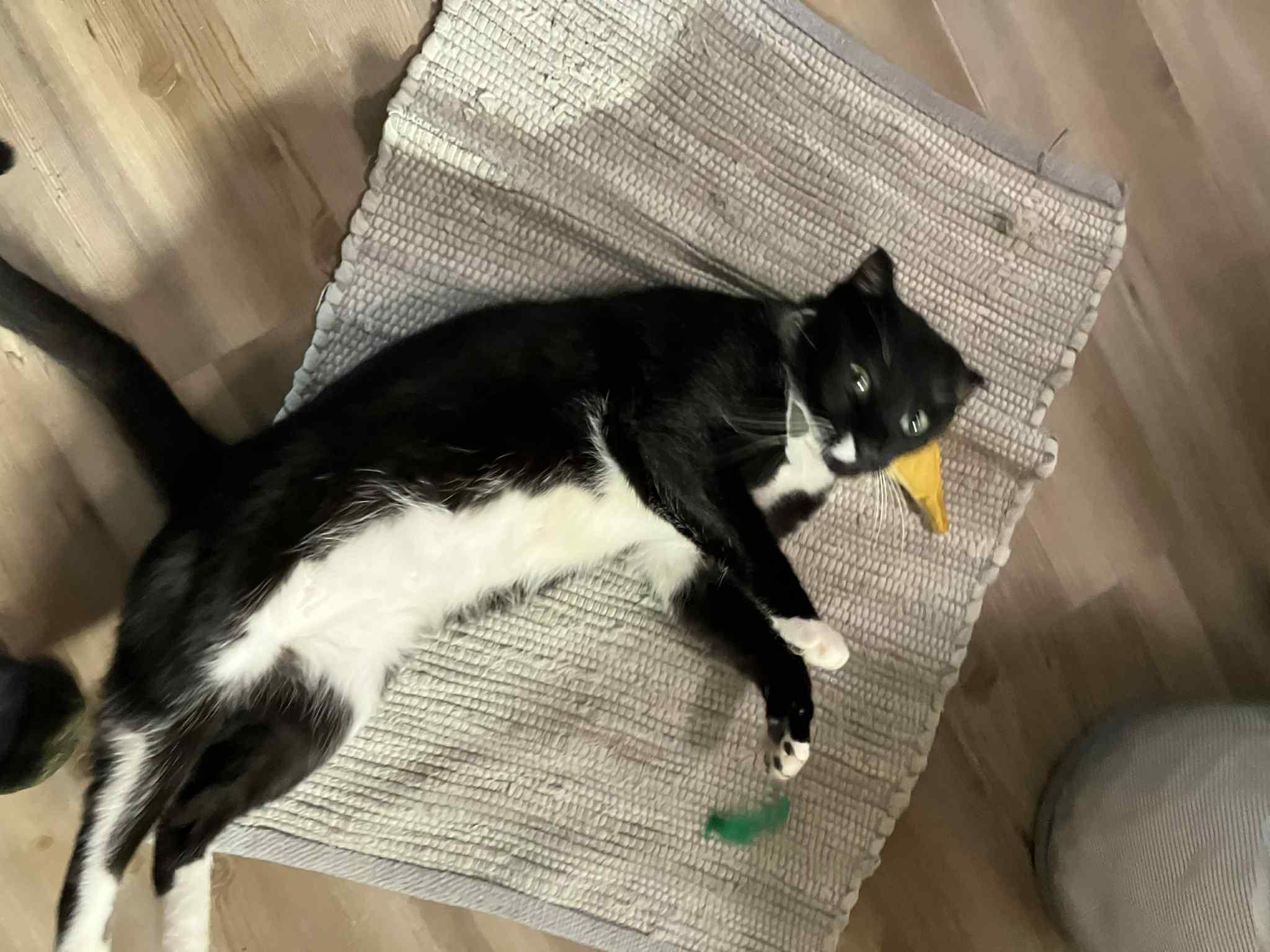 Leonardo, Adoptable, Young Male Domestic Short Hair.