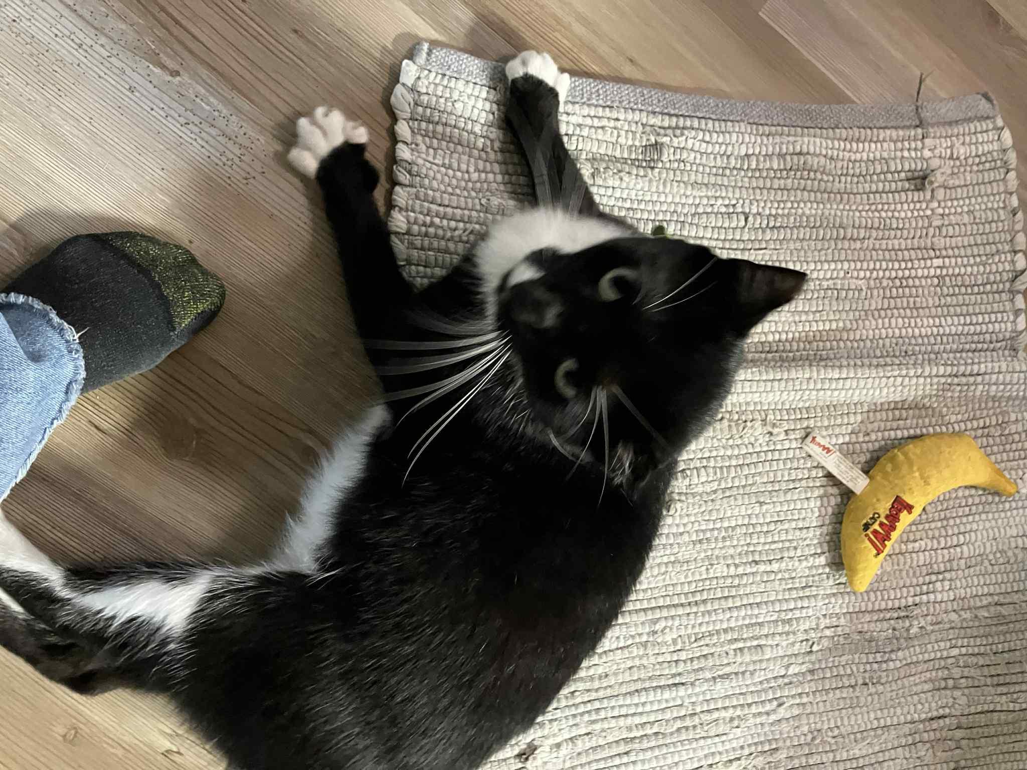 Leonardo, Adoptable, Young Male Domestic Short Hair.