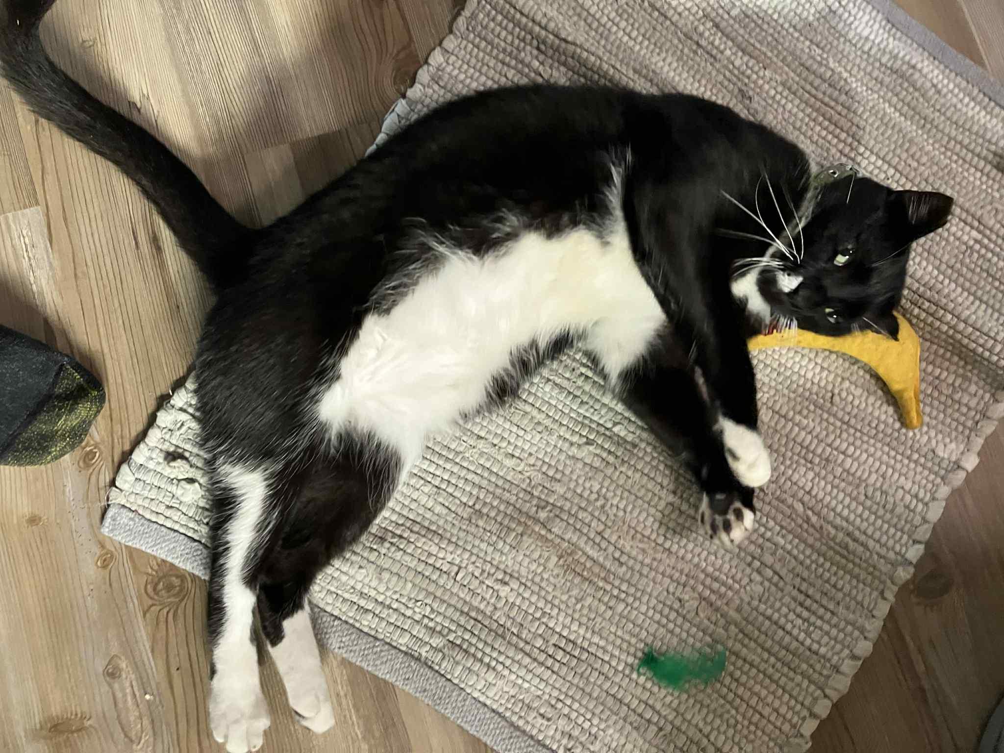 Enlarge Leonardo, a Adoptable mixed breed in Kissimmee, FL image 3/6