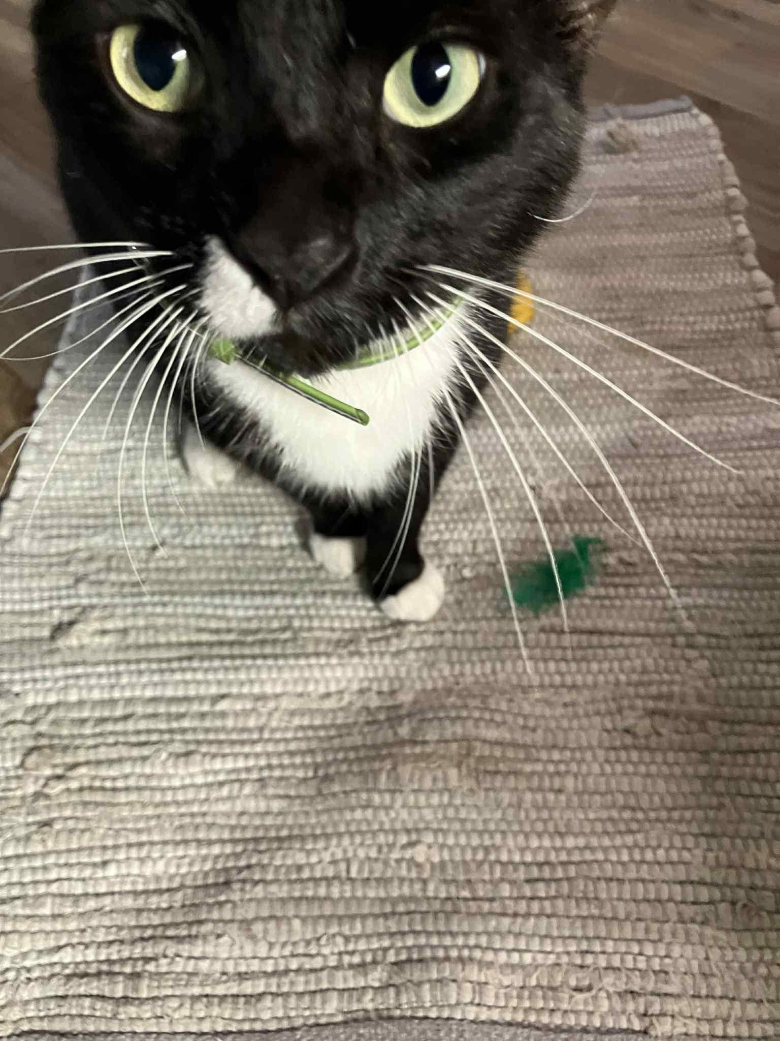 Enlarge Leonardo, a Adoptable mixed breed in Kissimmee, FL image 4/6