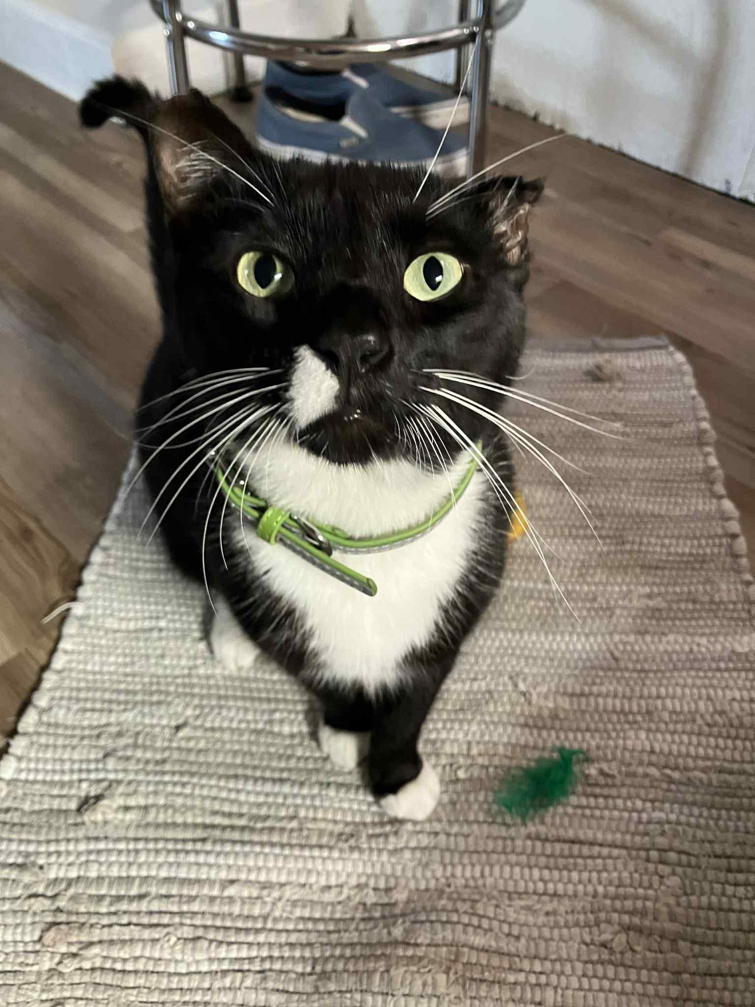 Enlarge Leonardo, a Adoptable mixed breed in Kissimmee, FL image 5/6