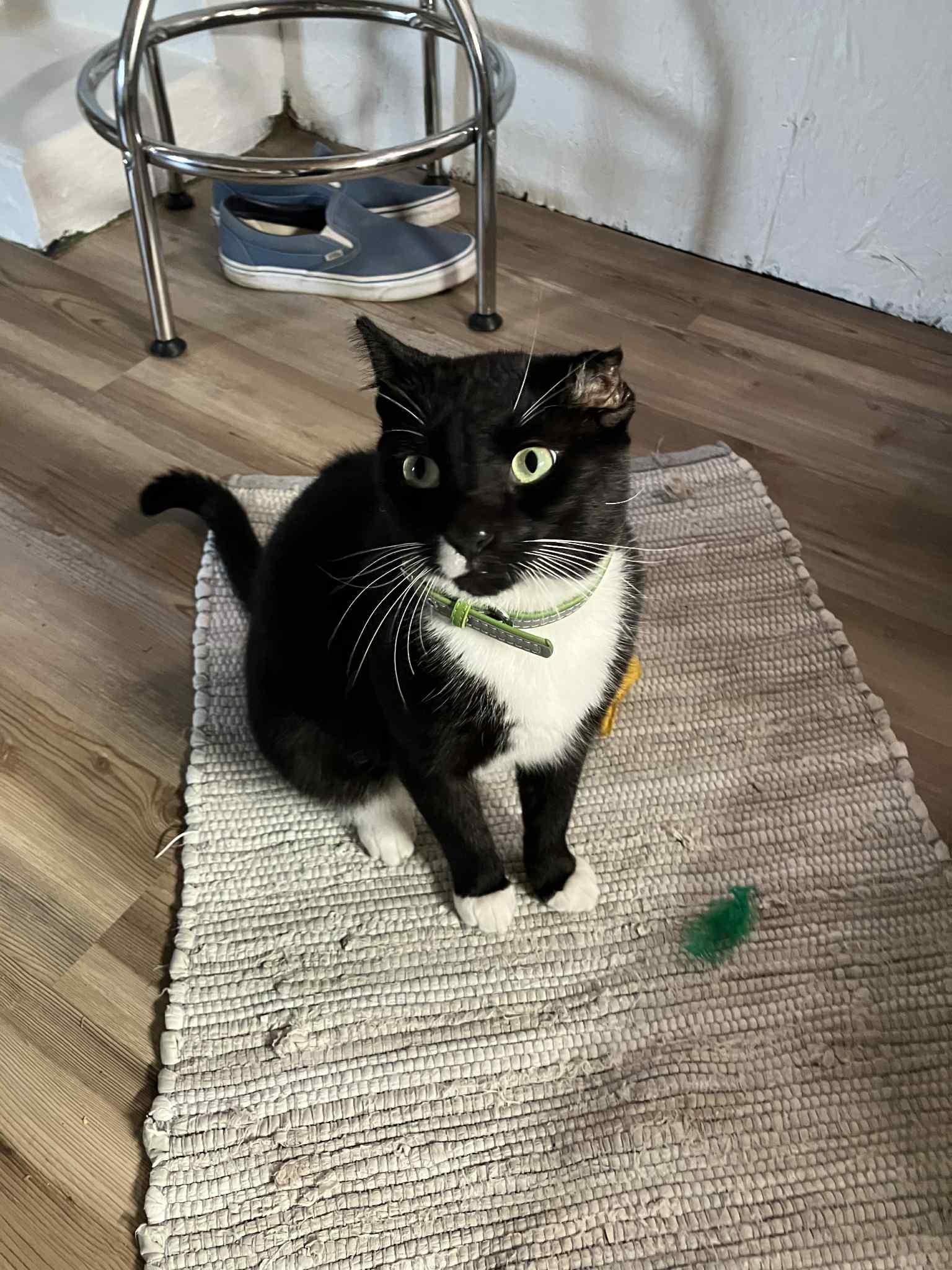 Leonardo, Adoptable, Young Male Domestic Short Hair.