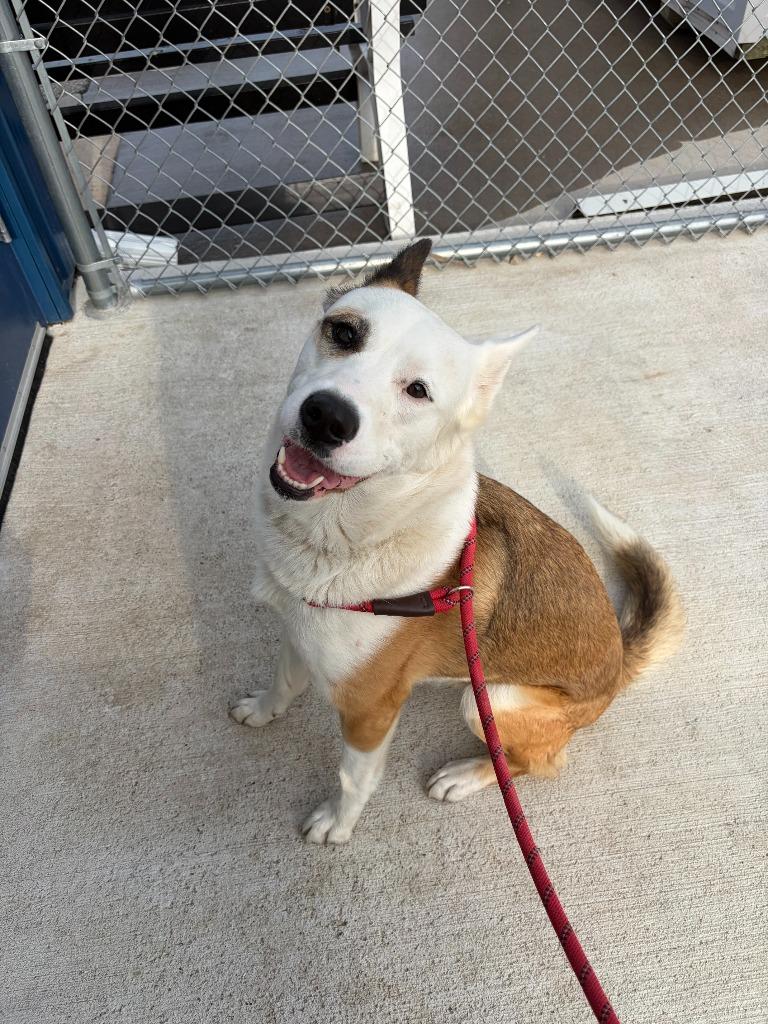 Sonny, Adoptable, Young Female Akita & Mixed Breed.