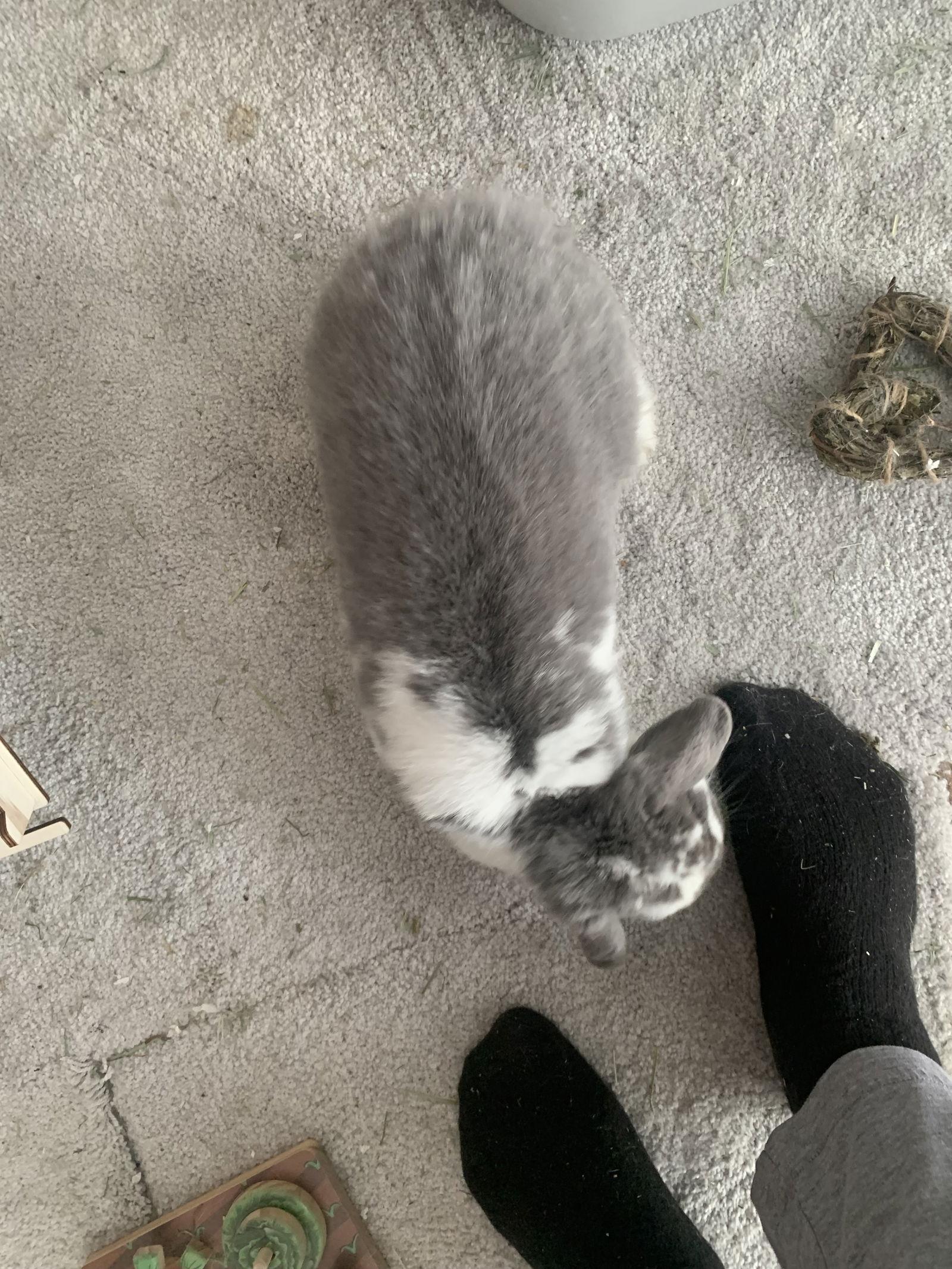 Ricotta, a Adoptable Mini Lop in Aurora, IL image 1/3