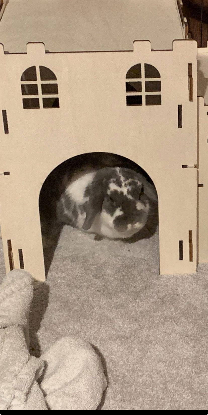 Ricotta, a Adoptable Mini Lop in Aurora, IL image 2/3