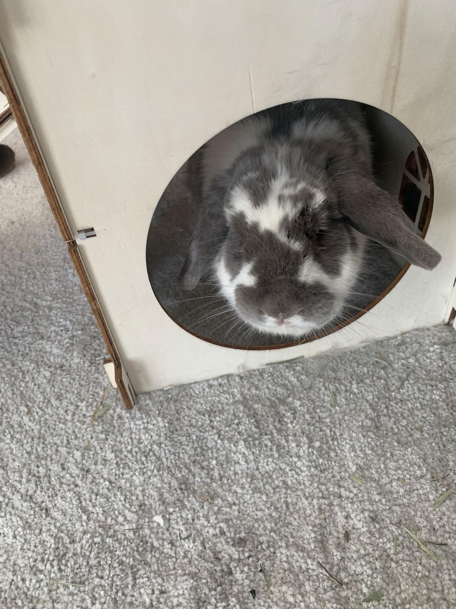 Ricotta, a Adoptable Mini Lop in Aurora, IL image 3/3