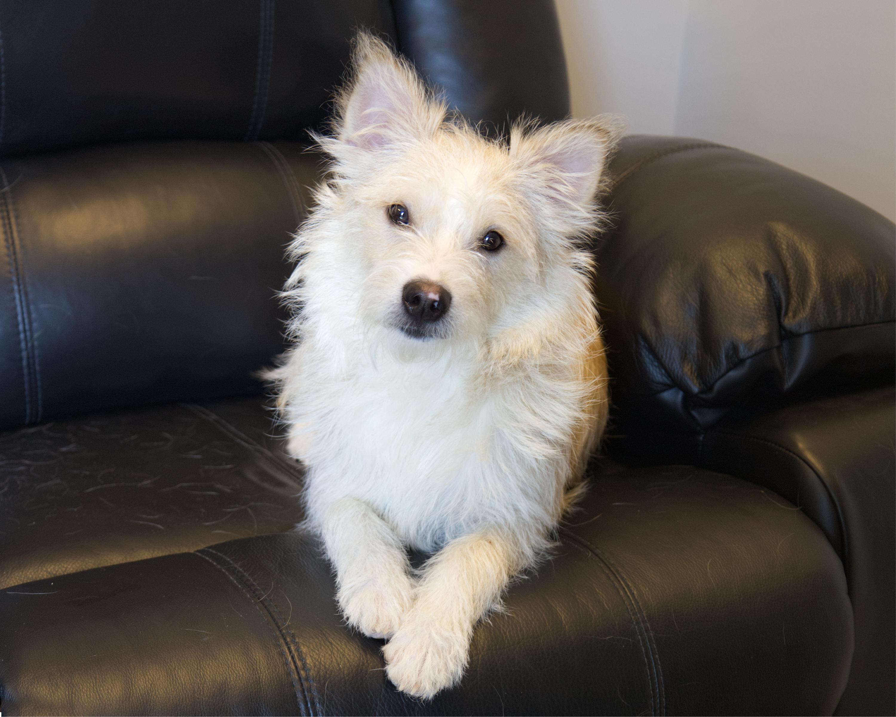 Enlarge Felix, an adopted mixed breed in Winnipeg, MB image 1/3