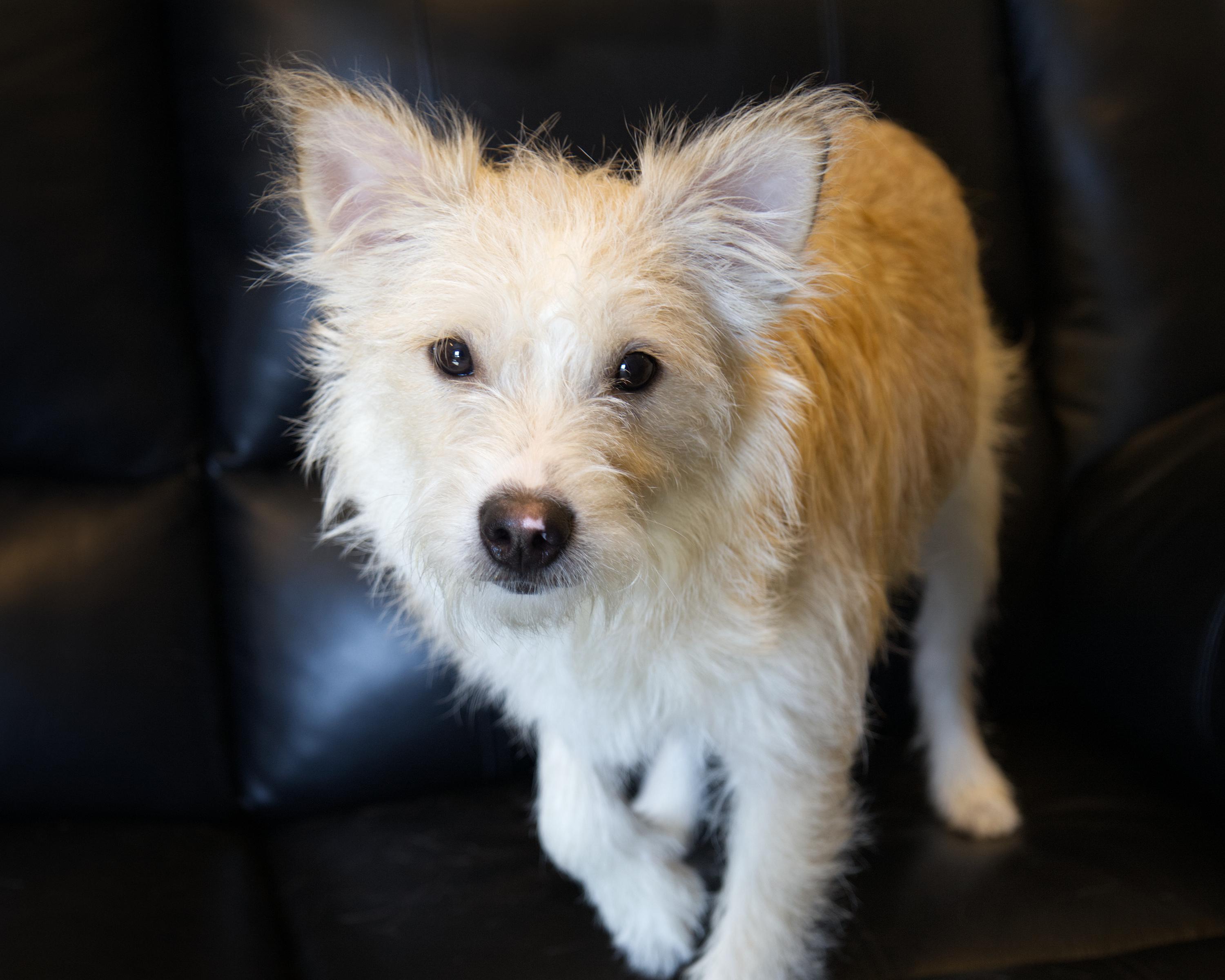 Enlarge Felix, an adopted mixed breed in Winnipeg, MB image 2/3