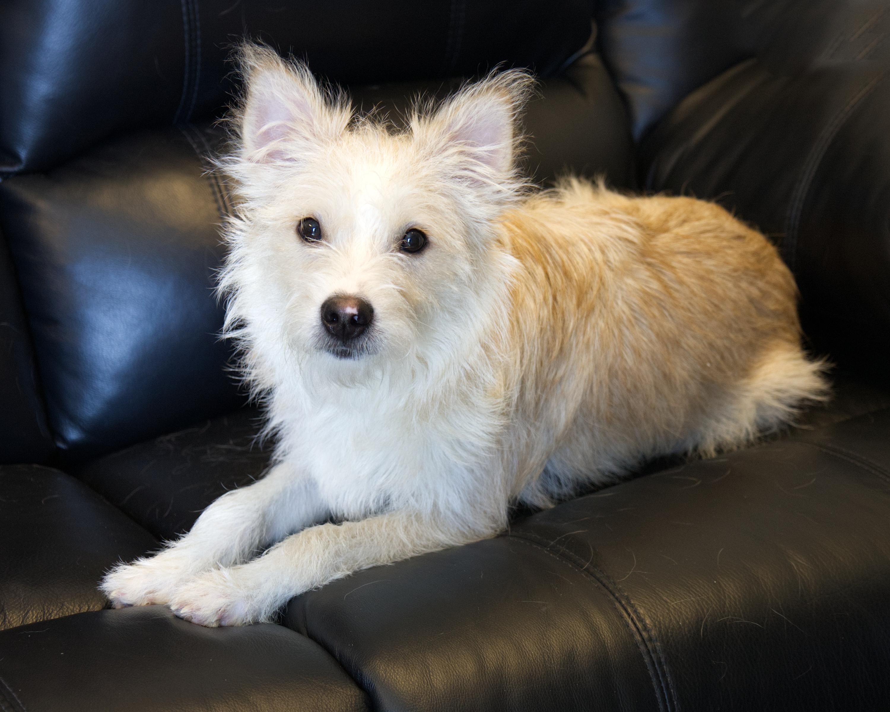 Enlarge Felix, an adopted mixed breed in Winnipeg, MB image 3/3