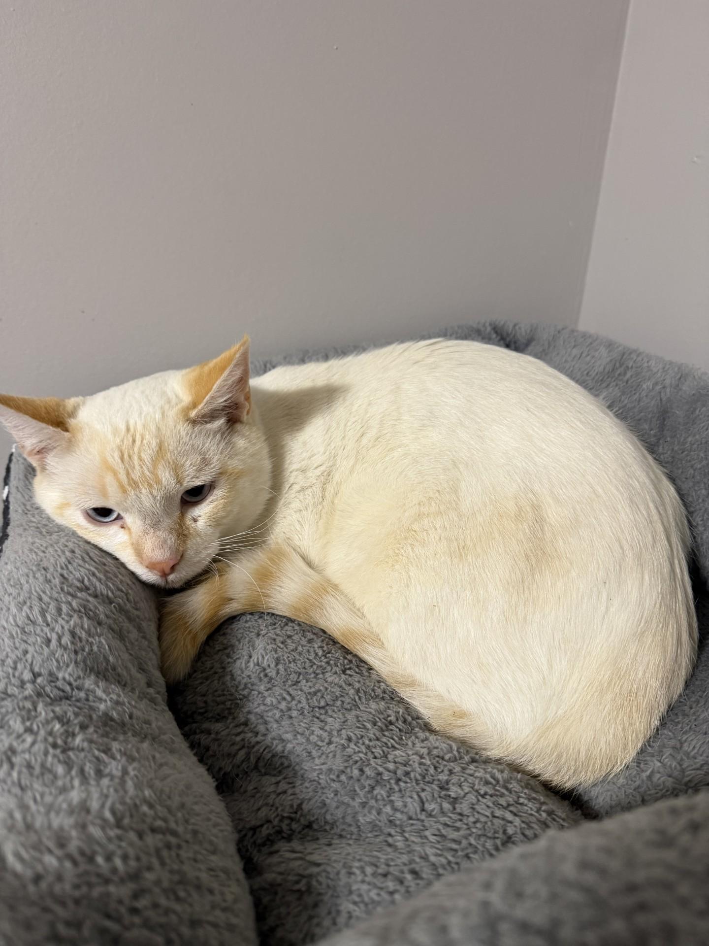 Enlarge Simba, an adopted Siamese in Grove, OK image 3/3