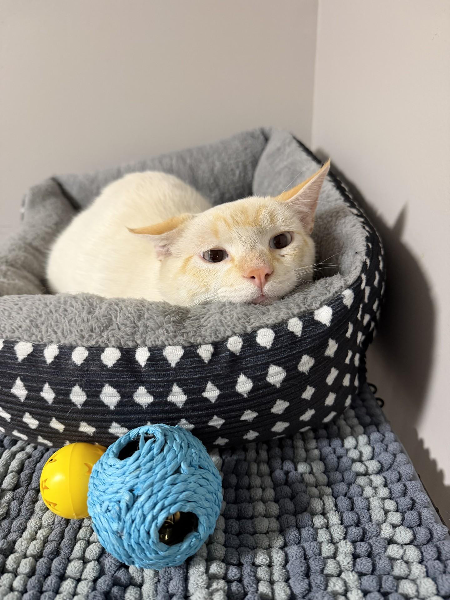 Enlarge Simba, an adopted Siamese in Grove, OK image 2/3