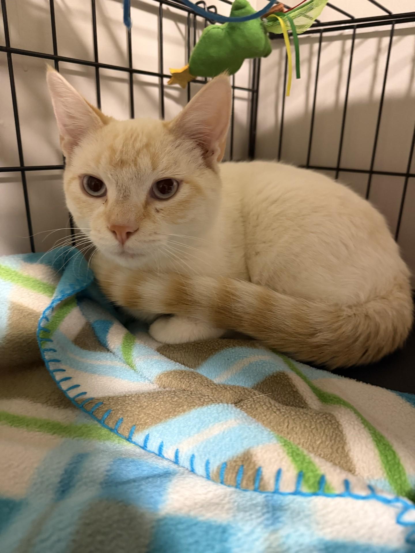 Simba, ADOPTABLE, Adult Male Siamese.