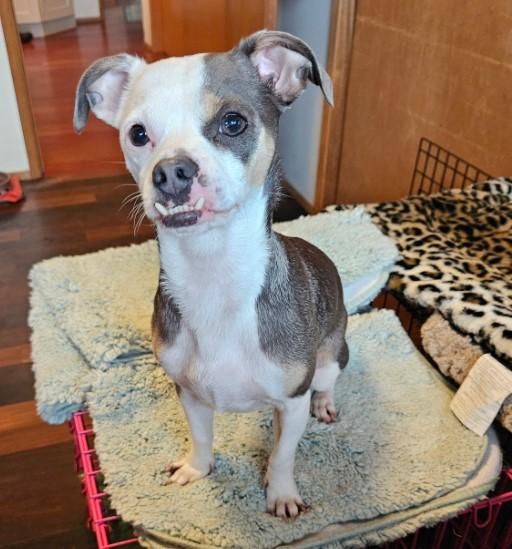 WINNIE, an adoptable Chihuahua, Terrier in Graham, WA, 98338 | Photo Image 1
