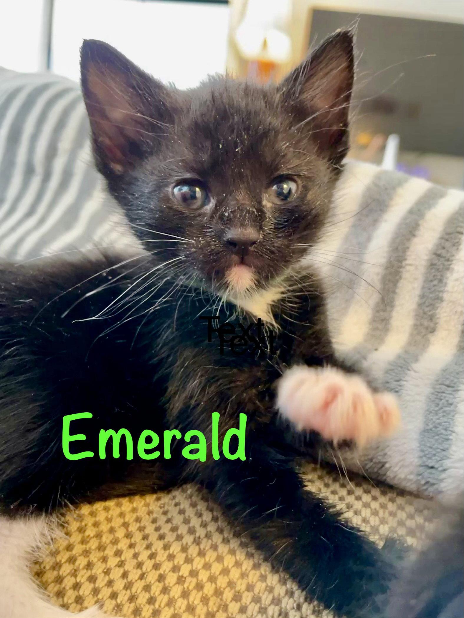 Emerald, Adopted, Kitten Female Domestic Short Hair.