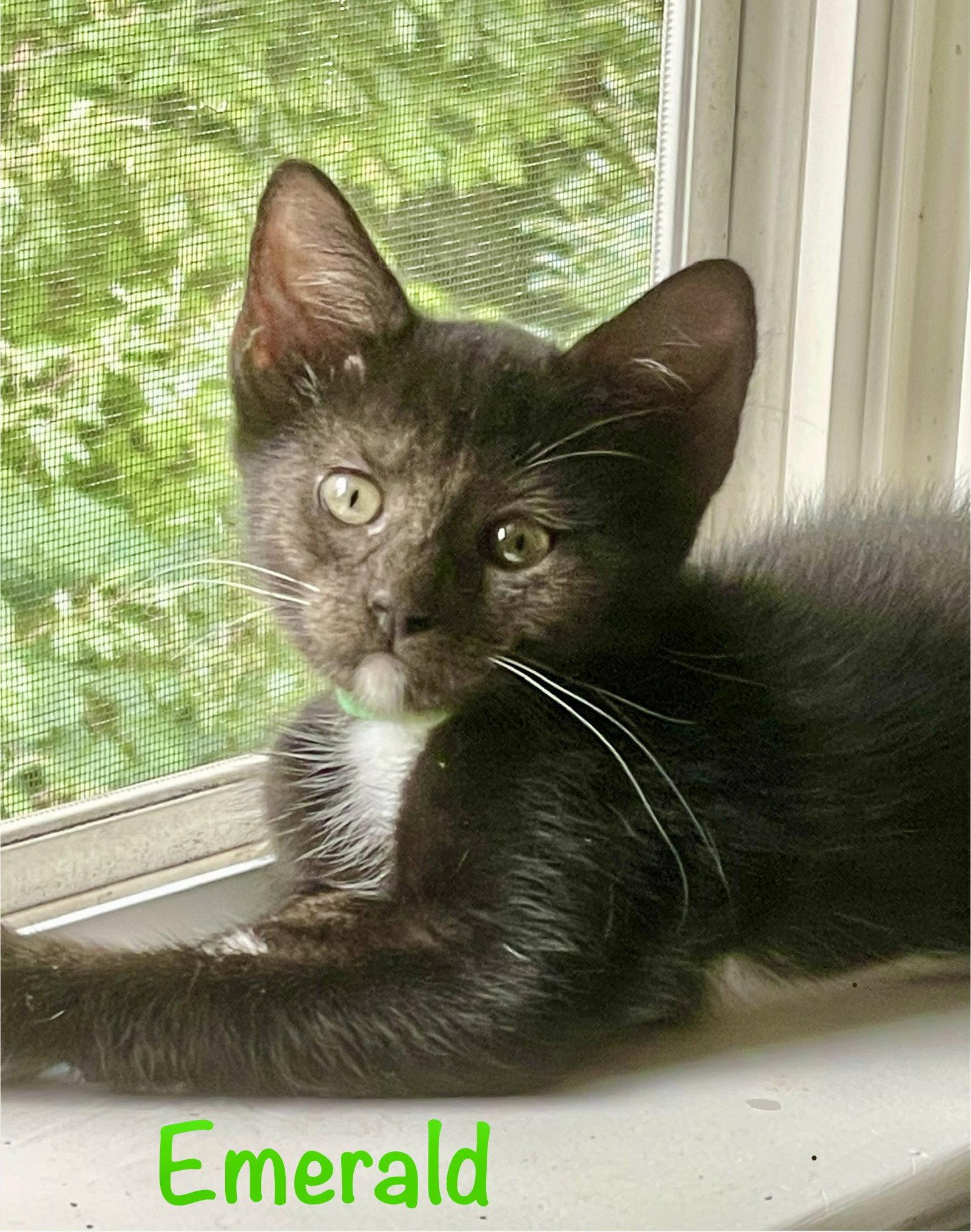 Emerald, a Adopted Domestic Short Hair in Reston, VA image 2/3