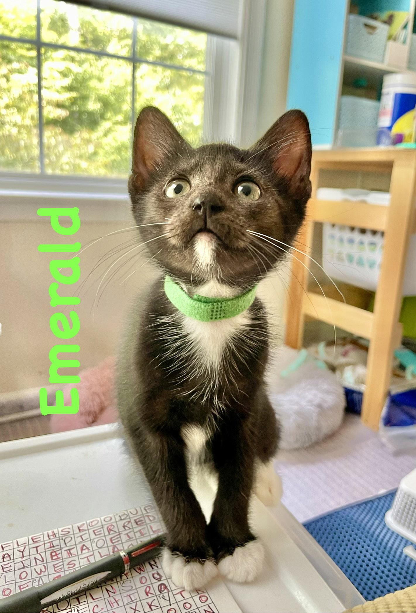 Emerald, a Adopted Domestic Short Hair in Reston, VA image 3/3
