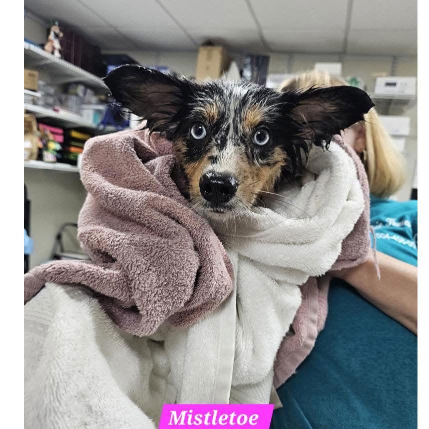 Enlarge Misletoe, a Adoptable Mixed Breed in Metairie, LA image 1/2