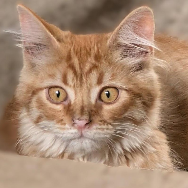 Rusty, Adopted, Kitten Male Maine Coon & Tabby.