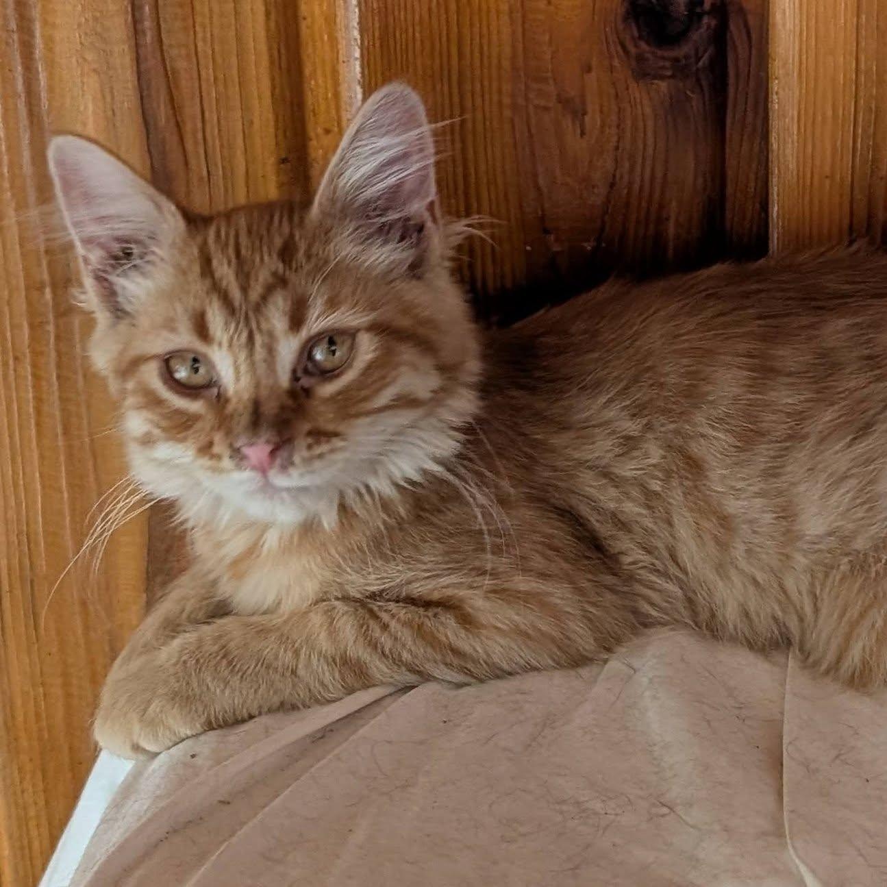 Enlarge Rusty, a Adopted mixed breed in Libby, MT image 2/4