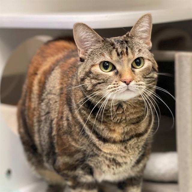 Enlarge POPCORN, a Adoptable Domestic Short Hair in Edmond, OK image 1/1