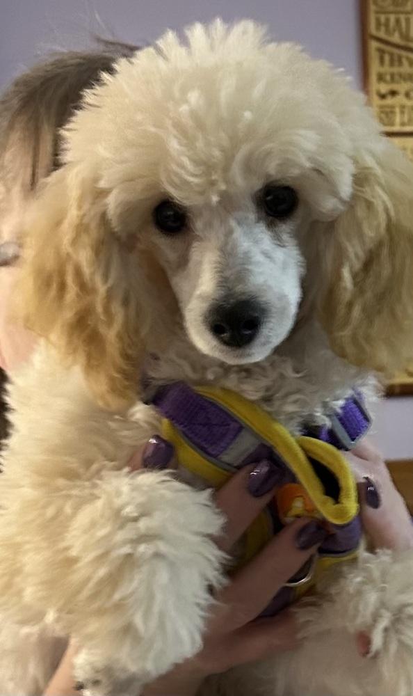 Poodle Miniature - Roscoe, Adoptable, Puppy Male Poodle.