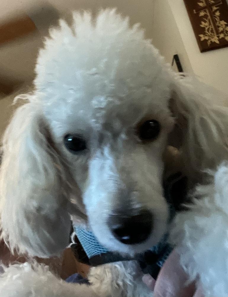Poodle Miniature - Roscoe, a Adoptable Poodle in Omaha, NE image 2/4