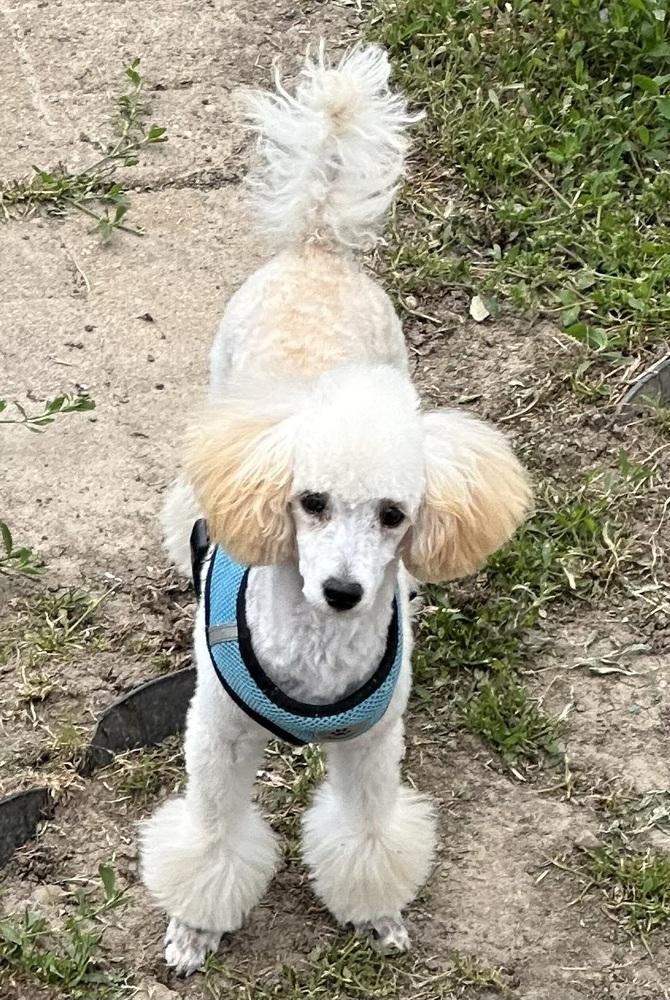 Poodle Miniature - Roscoe, a Adoptable Poodle in Omaha, NE image 2/3