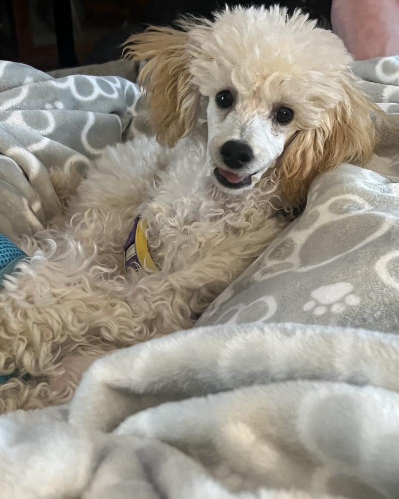 Poodle Miniature - Roscoe, a Adoptable Poodle in Omaha, NE image 3/3