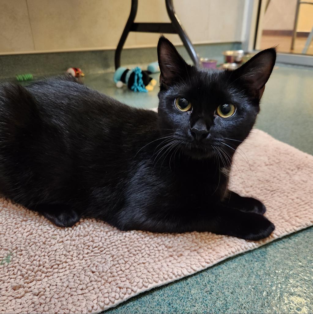 Gable, Adoptable, Adult Male Domestic Short Hair.
