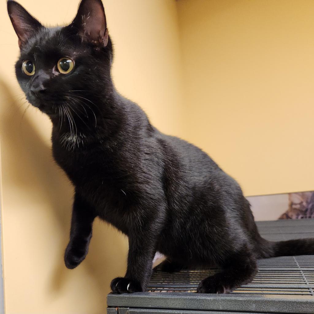 Gable, Adoptable, Adult Male Domestic Short Hair.