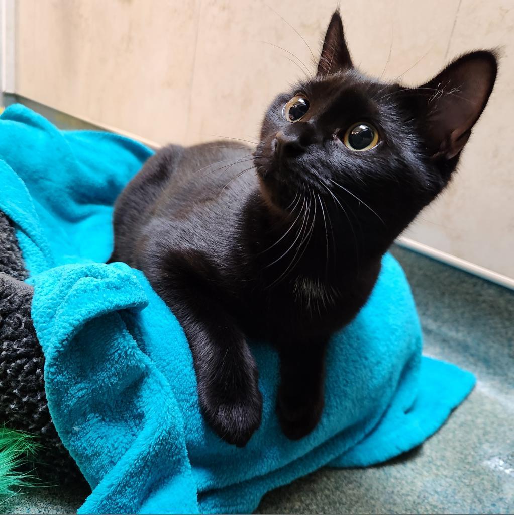 Enlarge Gable, a Adoptable Domestic Short Hair in Naples, FL image 3/6