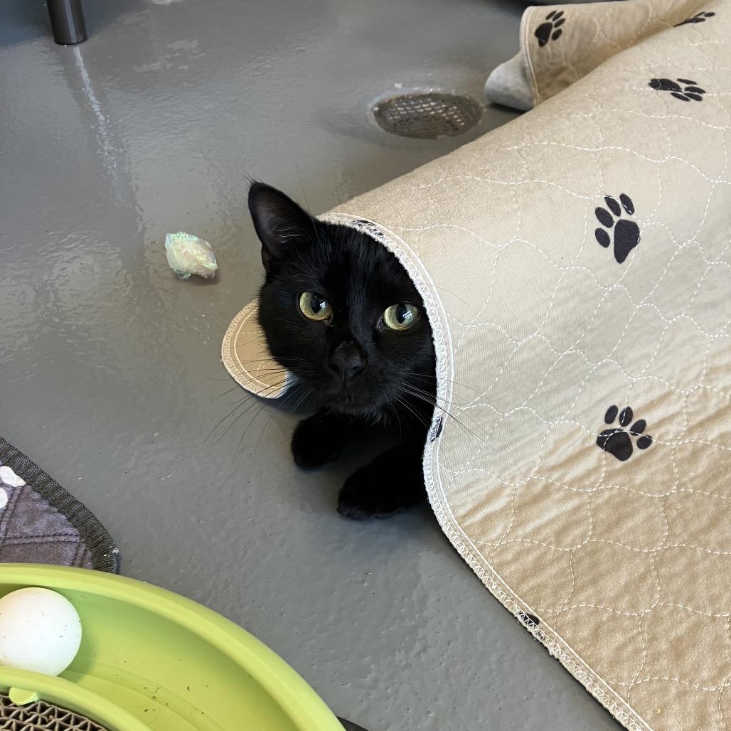 Gable, Adoptable, Adult Male Domestic Short Hair.