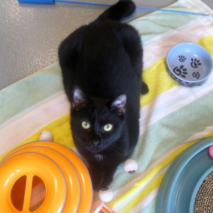 Enlarge Gable, a Adoptable Domestic Short Hair in Naples, FL image 5/6