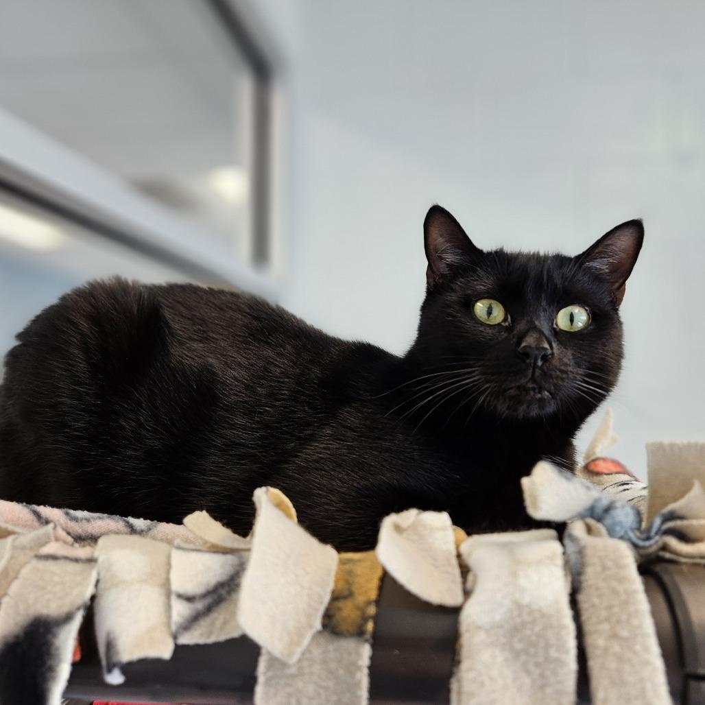 Enlarge Gable, a Adoptable Domestic Short Hair in Naples, FL image 6/6